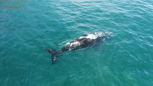 Маленький Кит