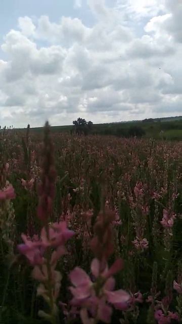 Ealfonia Sparcet,  Эспарцет