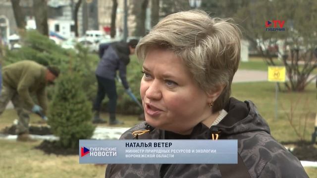 «Это символ». Воронежский губернатор высадил в Платоновском сквере чёрную крымскую сосну