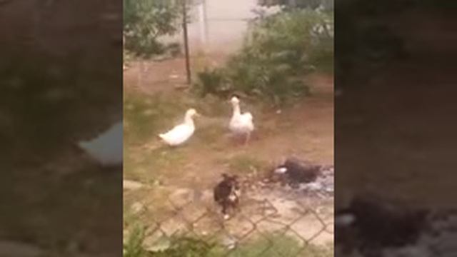 Собака против гусей !!!CМОТРЕТЬ ВСЕМ!!!!!