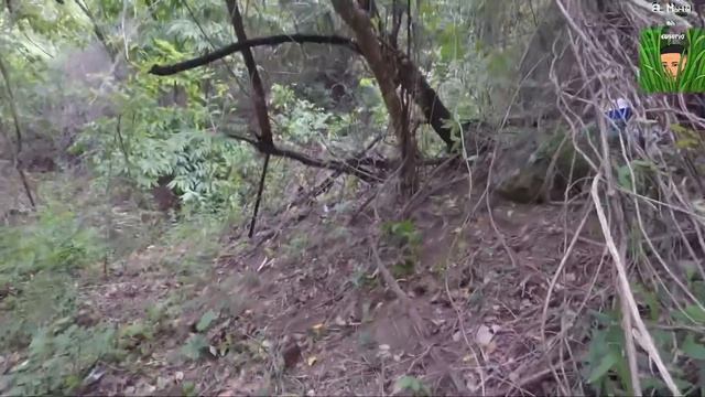 Cacería De Palomas Con Rifle Marlin 60