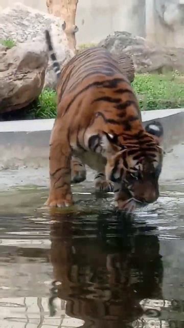 It Is Too Cold | හොදටම සීතලයි අප්පා #shorts #shortsfeed #youtubeshorts #trendingshorts #viral #tige