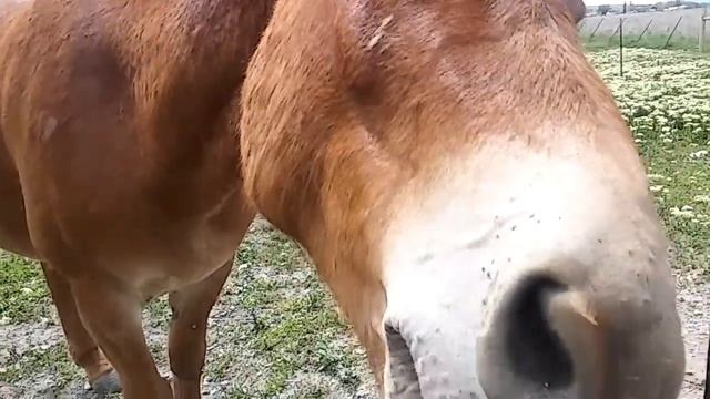 Коники -мули.Utah May 5 .2016