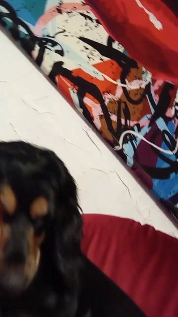 Макс и Рита/Собаки-челобаки/Мохнатая банда/Смешные животные