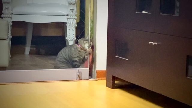 Is Your Cat REALLY Smarter Than You Think?