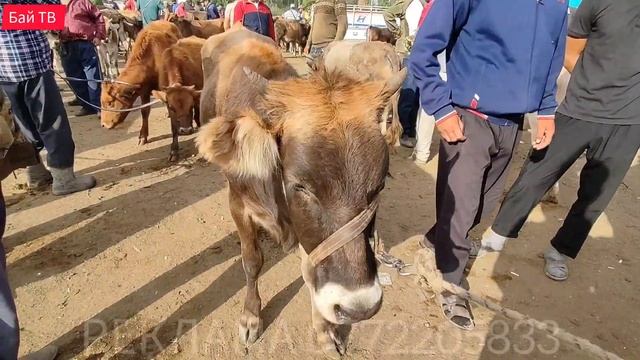 СААН УЙЛАР| КУНАЖЫН| УРГААЧЫ ТОРПОК БААЛАРЫ 🥳