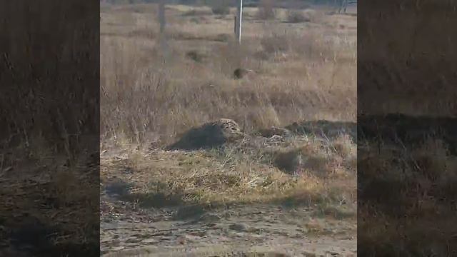 Медведи в Чите