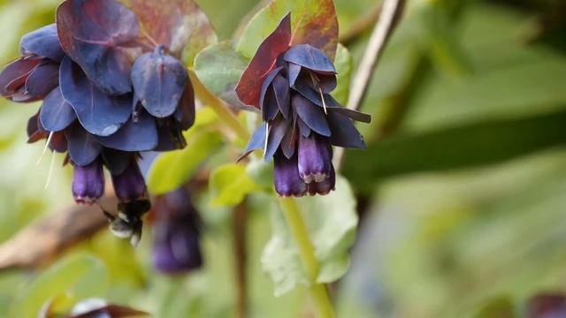 Purple Hanging Bells Of Honeywort That Look As They May Begin To Chime กุ้งสีน้ำเงิน  ดอกไม้ในสวนEp