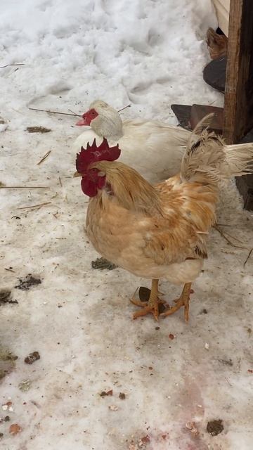 #птица #сельскоехозяйство #зимавподмосковье #утки #куры #селезень #петух #2023 #новыйгод