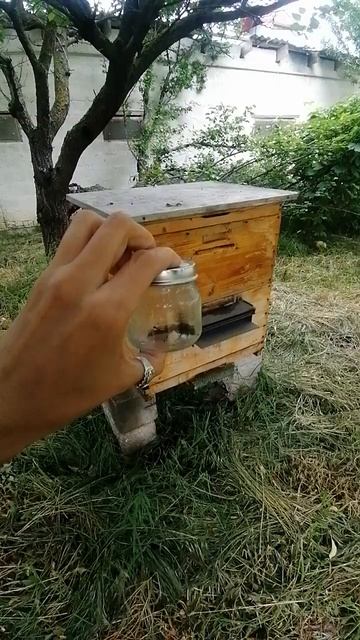 #пчеловодствовидео #шершень #оса #пчелы