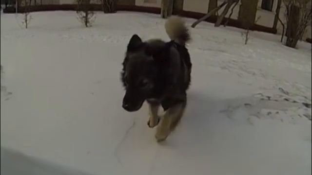 Шкипер в мире .... животных.