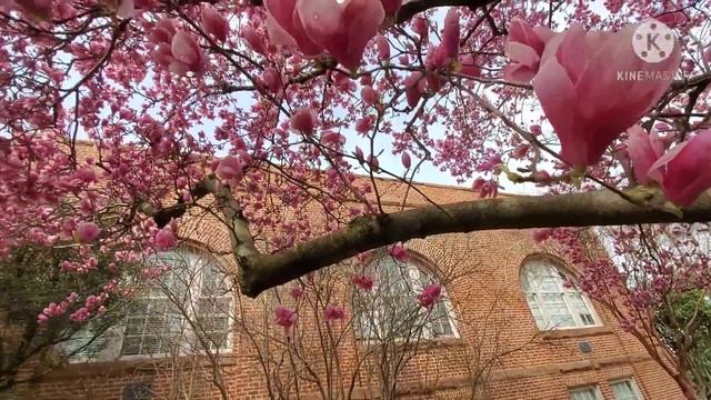 Tulip Magnolia Tree, Spring, Primavera 🌸