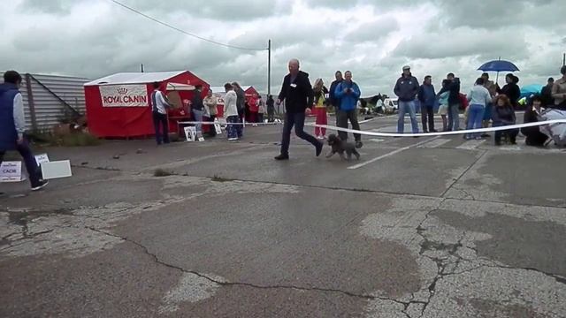 Диза Флейч Шантерелия (Шаня)