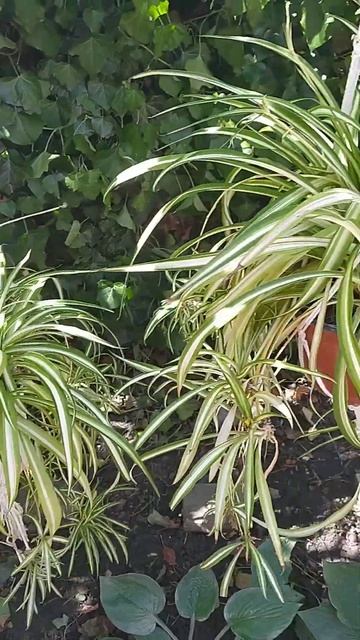 Комнатные цветы летом.