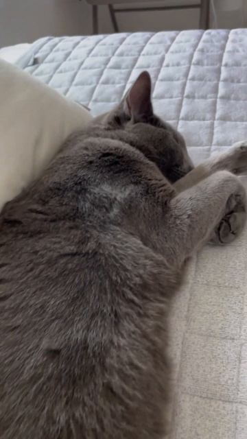 길쭉한 고양이 낮잠 #고양이 #고양이일상 #냥집사 #러시안블루 #코리안쇼트헤어