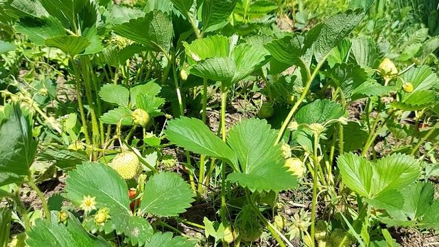 Ce Nu Puteți Planta Dupa Cartofi?