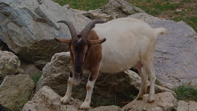 Friedliches Tierleben (Teil 1) - Opel-Zoo Kronberg - Mit Olympus OM-D E-M10 II