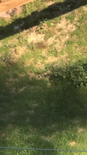 Рыси в зоопарке ,милота