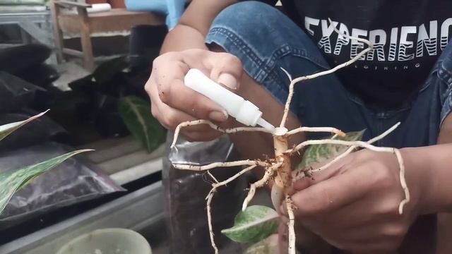 ANGKAT INDUK/Anak Samping AGLAONEMA Yg AMAN & Terhindar STRES. #aglaonemanusantara @kandanggodong