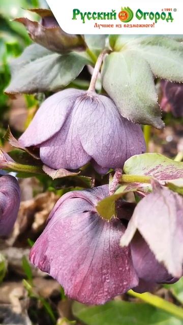 E1b57dc0ba9365f8f1c987616281d2a4