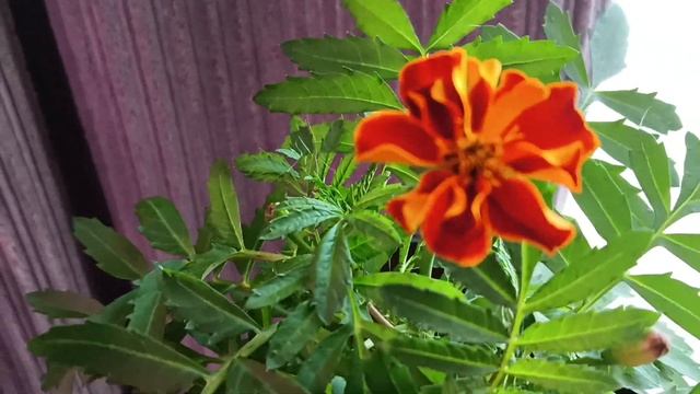 ОБЗОР РАССАДЫ/ 11.03.2024