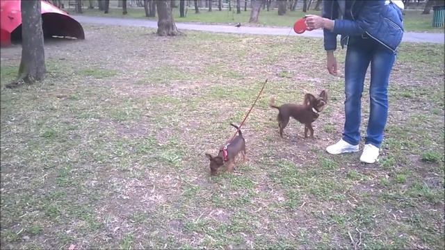 Мирадес Лав Империя Золота на первой прогулке