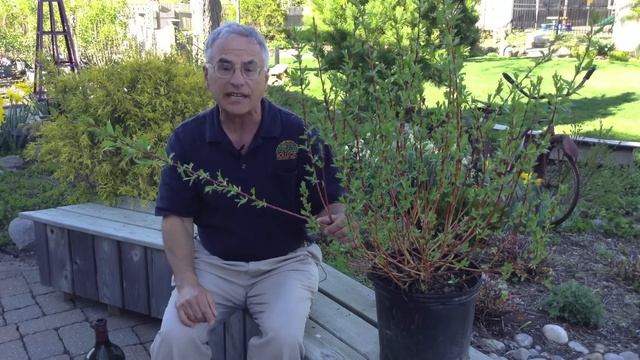 Wet Area Landscaping - What To Plant