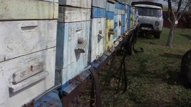 Сбор пыльцы, работа на ивняке