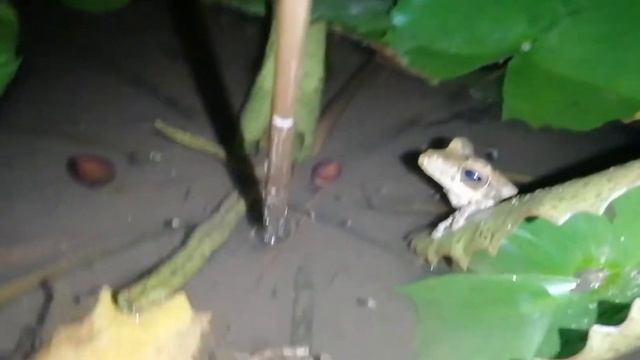 66cf4dfb25d8309d0310188117cfd09c