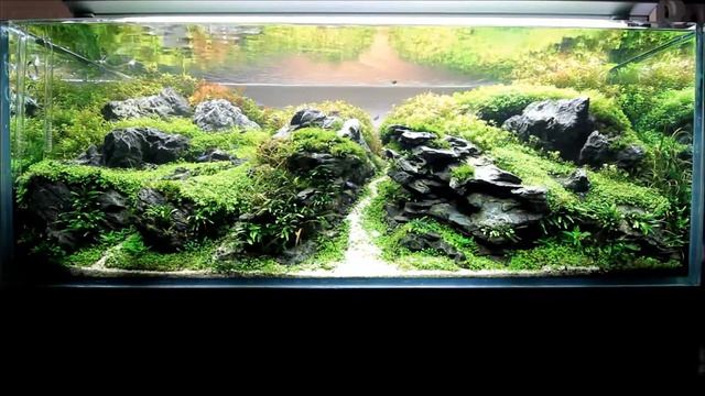 Planted Aquarium 2018