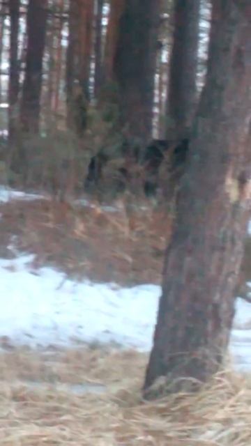 Прогулка в лесу!