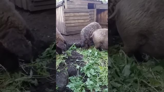 Викинги вкушают крапиву и одуваны.