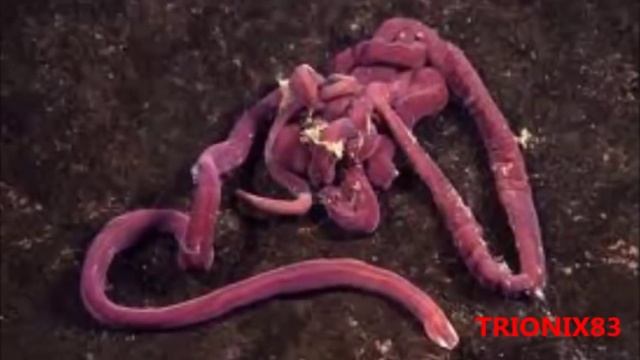 El Animal Mas Largo Del Mundo  Gusano Lineus Longissimus, Imagenes Recopilacion