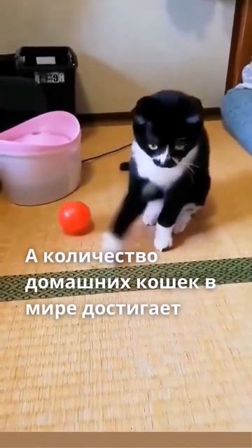 🔥 ТОП 10 Интересных Фактов о Кошках - 1 🔥 #shorts #животные #интересныефакты #новости