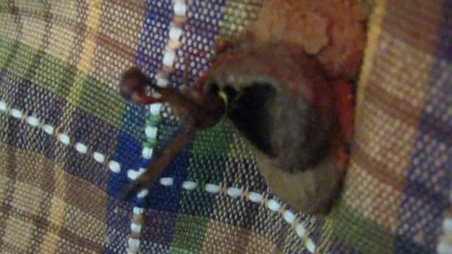 Potter Extraordinaire