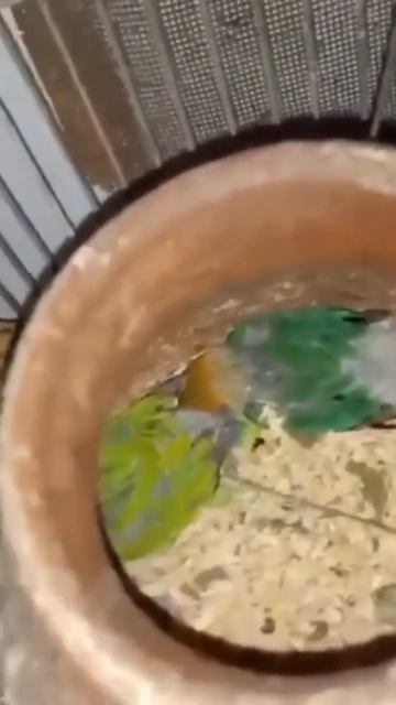 Breeding Season Lovebirds #shorts #viralshots  #lovebirds #birds