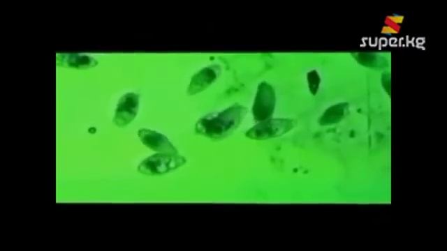 Чымындан кантип кутулууга болот?