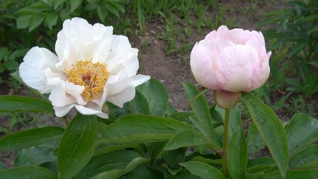 Пион Лавандер Уиспер / Lavender Whisper.    Klehm, 1999,