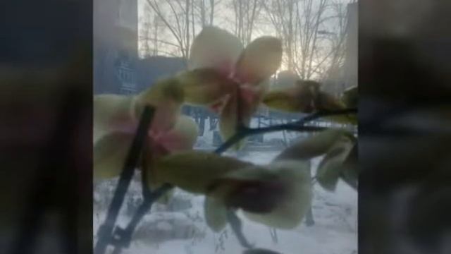 Красивые мои орхидеи.