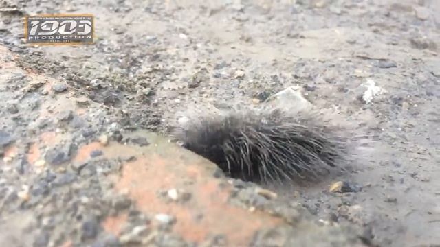 HUGE Giant Black Caterpillar In RUSH HOUR
