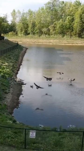 Drone Chase Geese Taking Flight