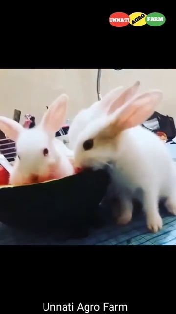 Bunny_Eating_Watermelon #shorts #bunny #watermelon #eating