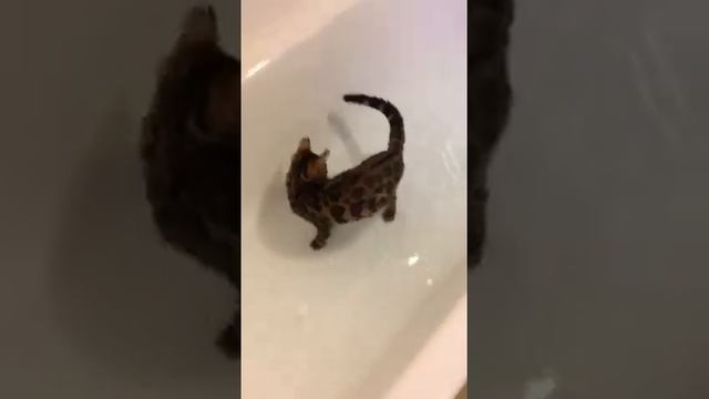 Бенгал водоплавающий