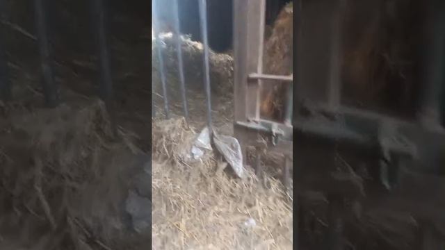 21.06.24. завтрак #машахулиганяша