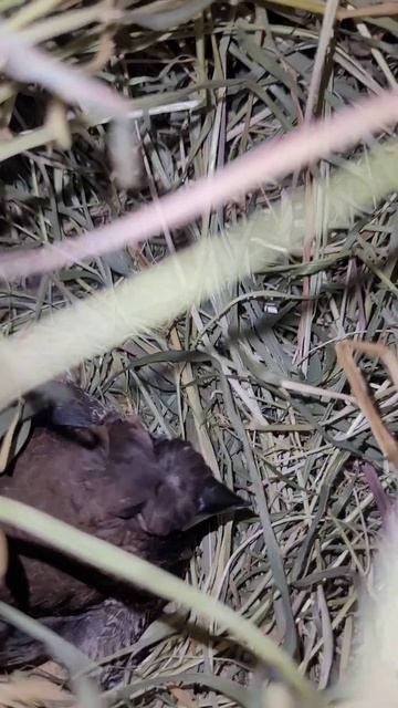 японские амадины ждём появления птенцов #амадины #птицы #amadina #птенцы #shorts