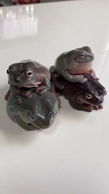 #cutefrog #frog #funny #frogarmy #frogprince #animals #frogs #cute #pets