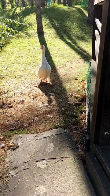 Наглый гусь