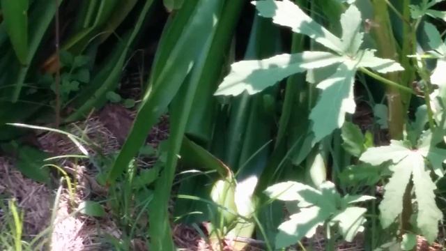 Quick Garden Look, Wasps Booted Me!