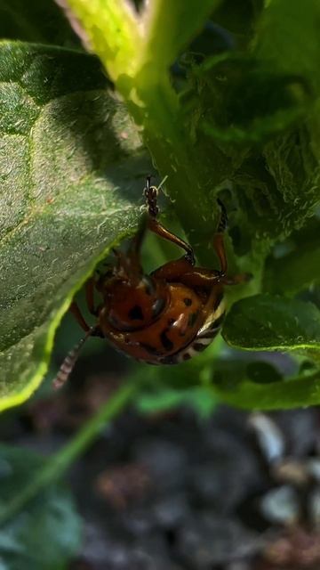 Колорадский жук | Colorado Beetle