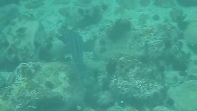 Pyjama Shark Or Striped Catshark In Cape Town!!!!!